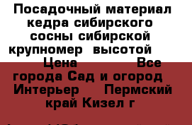 Посадочный материал кедра сибирского (сосны сибирской) крупномер, высотой 3-3.5  › Цена ­ 19 800 - Все города Сад и огород » Интерьер   . Пермский край,Кизел г.